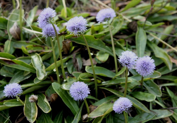 Fotografia del fiore Globularia Nudicaulis